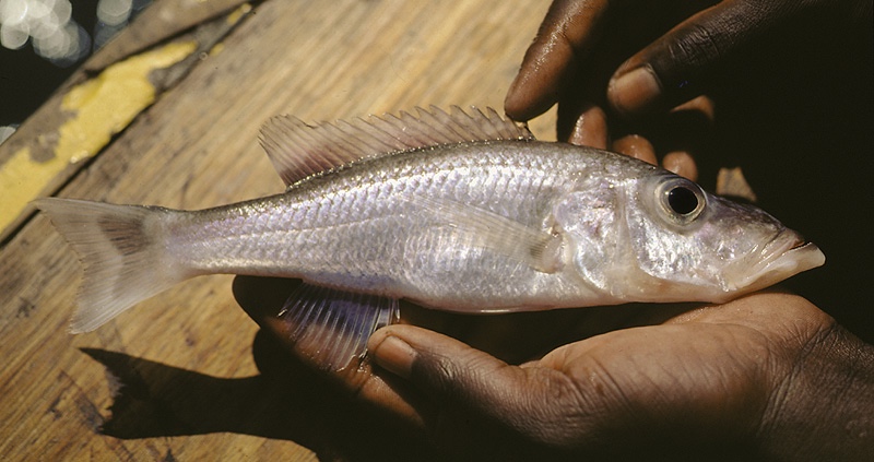 Pallidochromis tokolosh 'Narungu'